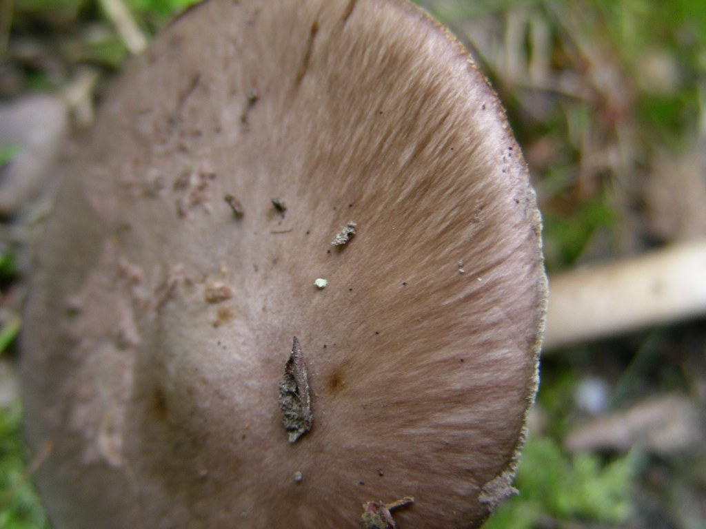 Amanita porphyria: scheda fotografica